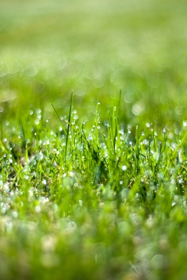 Wet spring grass