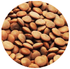 Brown-lentils