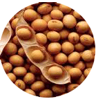 Soya-beans